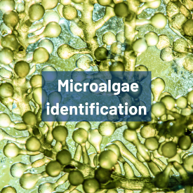 Barcoding identification de microalgue