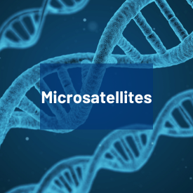 Bouton microsatellites