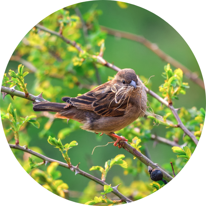 Faune_flora_biodiversity