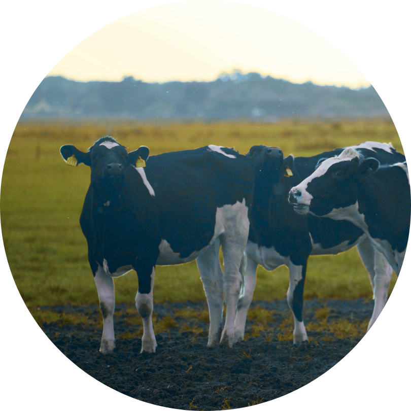 Two cows in a field, a symbol of sustainable livestock farming and agri-food agriculture