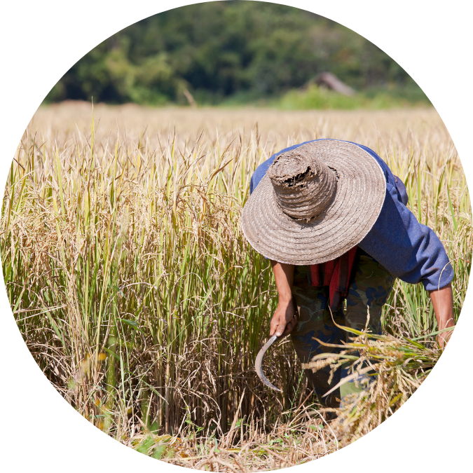 Farmer in a field, illustrating modern farming practices and agro-industrial technologies