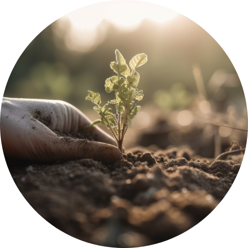 Hand holding a young plant, symbolizing soil health, plant-microbe interaction and microbial genomics